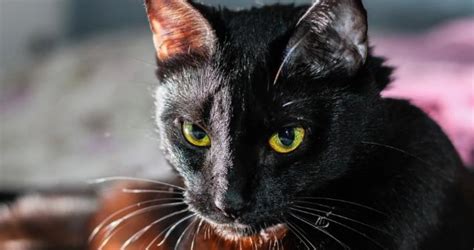 rüyada ölü kara kedi görmek